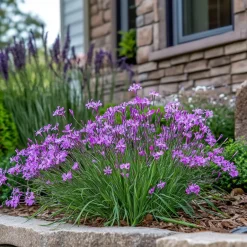 Plant in a Box Kaapse knoflook - Set van 3 - Tulbaghia violacea - Hoogte 15-25cm - ⌀9cm