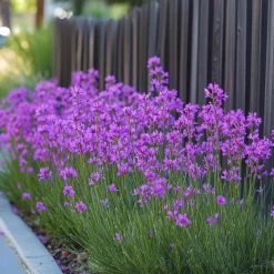 Plant in a Box Kaapse knoflook - Set van 3 - Tulbaghia violacea - Hoogte 15-25cm - ⌀9cm