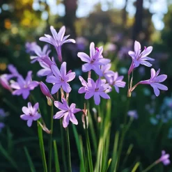 Plant in a Box Kaapse knoflook - Set van 3 - Tulbaghia violacea - Hoogte 15-25cm - ⌀9cm