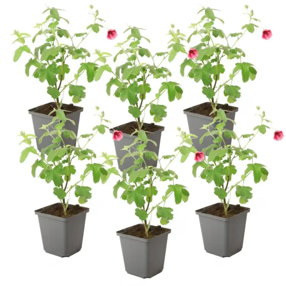 Plant in a Box Kaapse malva - Set van 6 - Anisodontea 'El Rayo' - Hoogte 25-40cm - ⌀9cm Best