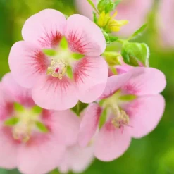 Plant in a Box Kaapse malva - Set van 6 - Anisodontea 'El Rayo' - Hoogte 25-40cm - ⌀9cm Best