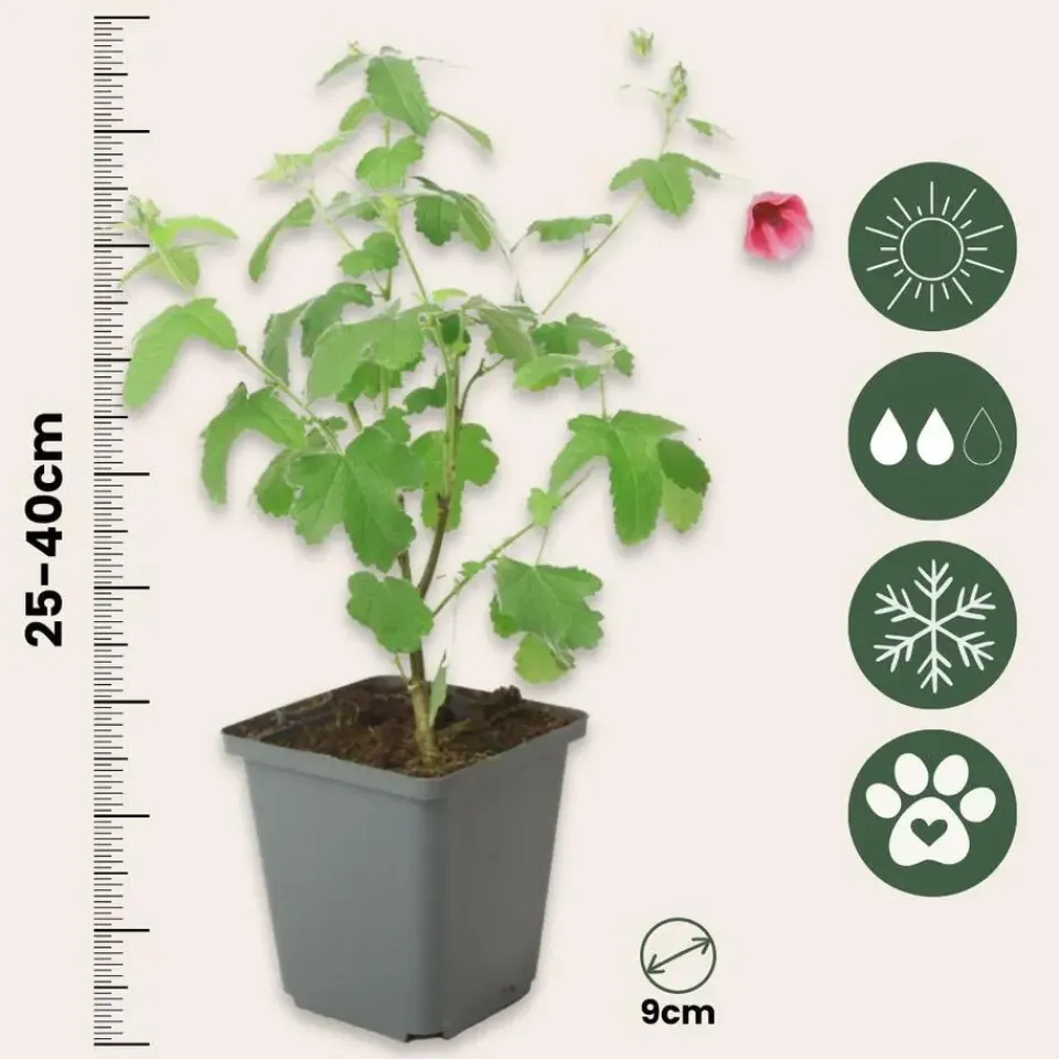 Plant in a Box Kaapse malva - Set van 6 - Anisodontea 'El Rayo' - Hoogte 25-40cm - ⌀9cm Best