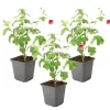 Plant in a Box Kaapse malva - Set van 3 - Anisodontea capensis El Rayo - Hoogte 25-40cm - ⌀9cm Clearance