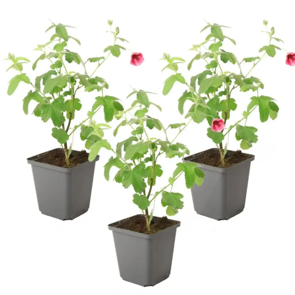 Plant in a Box Kaapse malva - Set van 3 - Anisodontea capensis El Rayo - Hoogte 25-40cm - ⌀9cm Clearance