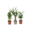 Plant in a Box Kamerpalmen - Set van 3 - Mini Indoor Palm Mix - Hoogte 25-40cm - ⌀12cm Best