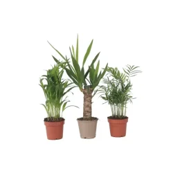 Plant in a Box Kamerpalmen - Set van 3 - Mini Indoor Palm Mix - Hoogte 25-40cm - ⌀12cm Best