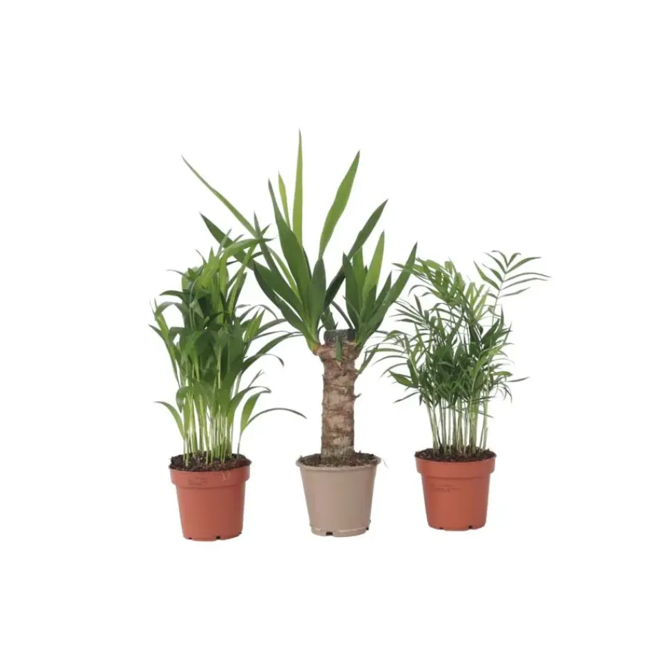Plant in a Box Kamerpalmen - Set van 3 - Mini Indoor Palm Mix - Hoogte 25-40cm - ⌀12cm Best