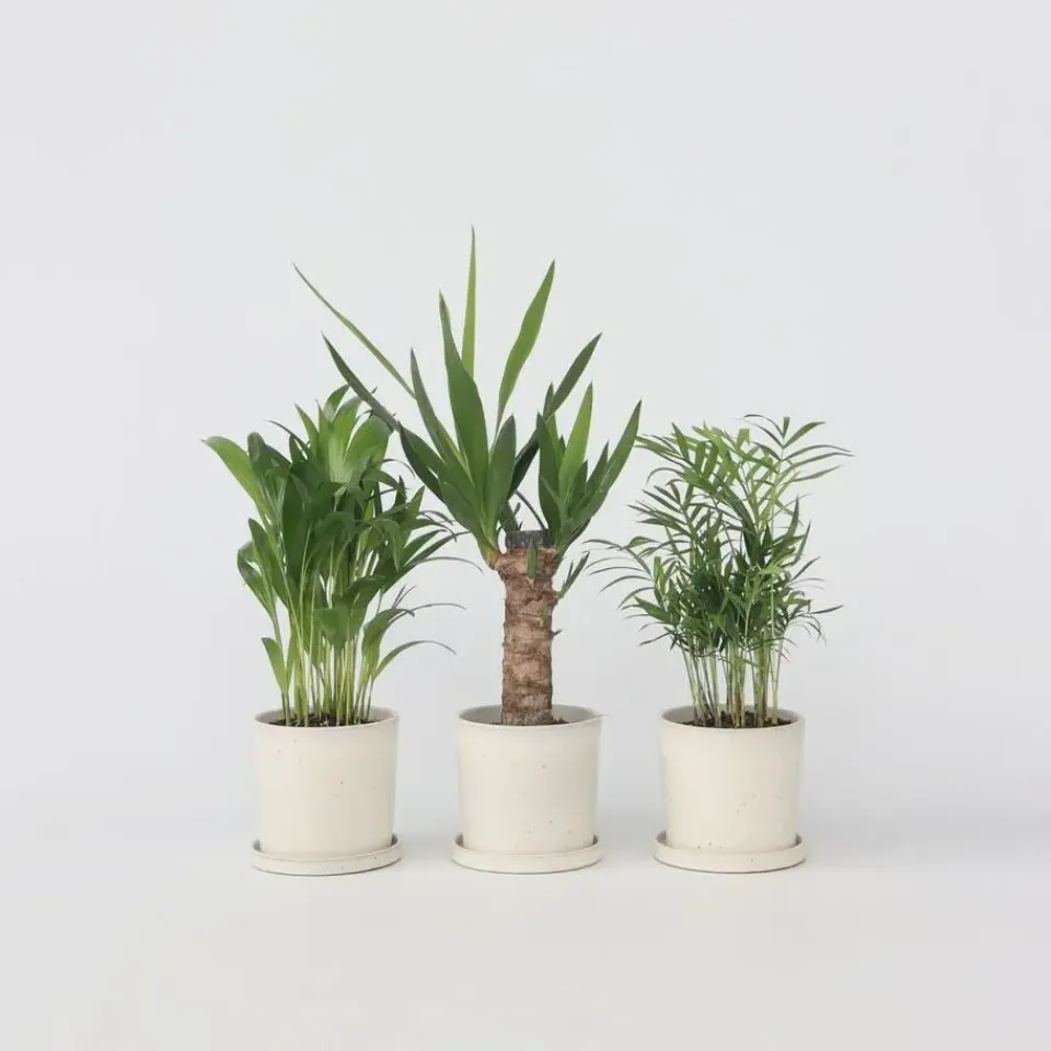 Plant in a Box Kamerpalmen - Set van 3 - Mini Indoor Palm Mix - Hoogte 25-40cm - ⌀12cm Best