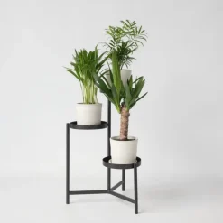 Plant in a Box Kamerpalmen - Set van 3 - Mini Indoor Palm Mix - Hoogte 25-40cm - ⌀12cm Best