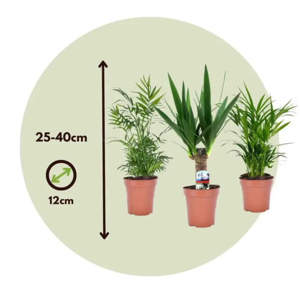 Plant in a Box Kamerpalmen - Set van 3 - Mini Indoor Palm Mix - Hoogte 25-40cm - ⌀12cm Best