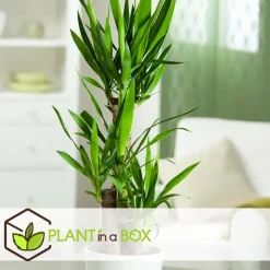 Plant in a Box Kamerpalmen - Set van 3 - Mini Indoor Palm Mix - Hoogte 25-40cm - ⌀12cm Best