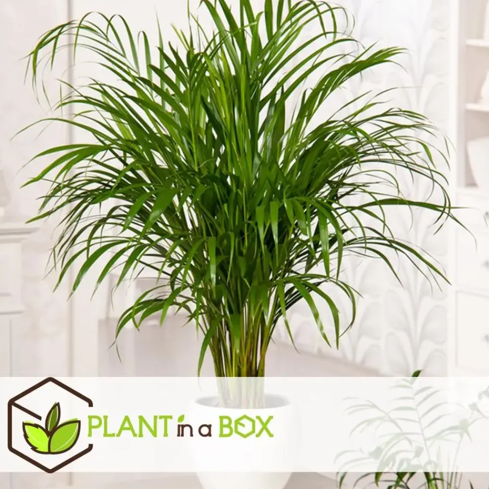 Plant in a Box Kamerpalmen - Set van 3 - Mini Indoor Palm Mix - Hoogte 25-40cm - ⌀12cm Best