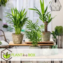 Plant in a Box Kamerpalmen - Set van 3 - Mini Indoor Palm Mix - Hoogte 25-40cm - ⌀12cm Best
