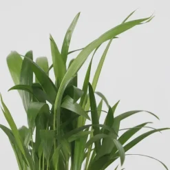 Plant in a Box Kamerpalmen - Set van 3 - Mini Indoor Palm Mix - Hoogte 25-40cm - ⌀12cm Best