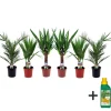 Plant in a Box Kamerpalmen met plantenvoeding - Set van 6 - Hoogte 50-70cm - ⌀14cm Clearance