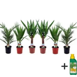 Plant in a Box Kamerpalmen met plantenvoeding - Set van 6 - Hoogte 50-70cm - ⌀14cm Clearance
