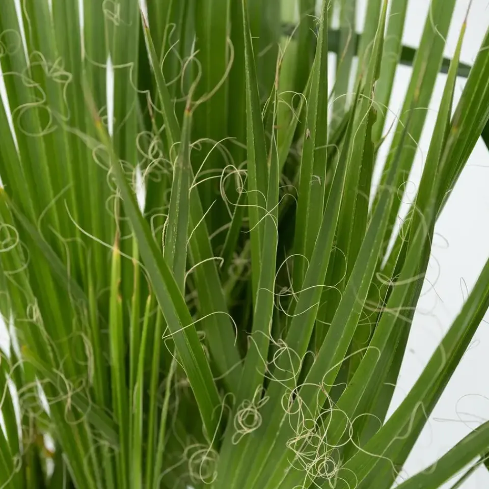 Plant in a Box Kamerpalmen met plantenvoeding - Set van 6 - Hoogte 50-70cm - ⌀14cm Clearance