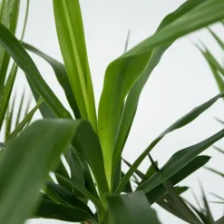 Plant in a Box Kamerpalmen met plantenvoeding - Set van 6 - Hoogte 50-70cm - ⌀14cm Clearance