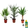 Plant in a Box Kamerpalmen met plantenvoeding - Set van 3 - Hoogte 50-70cm - ⌀14cm Outlet