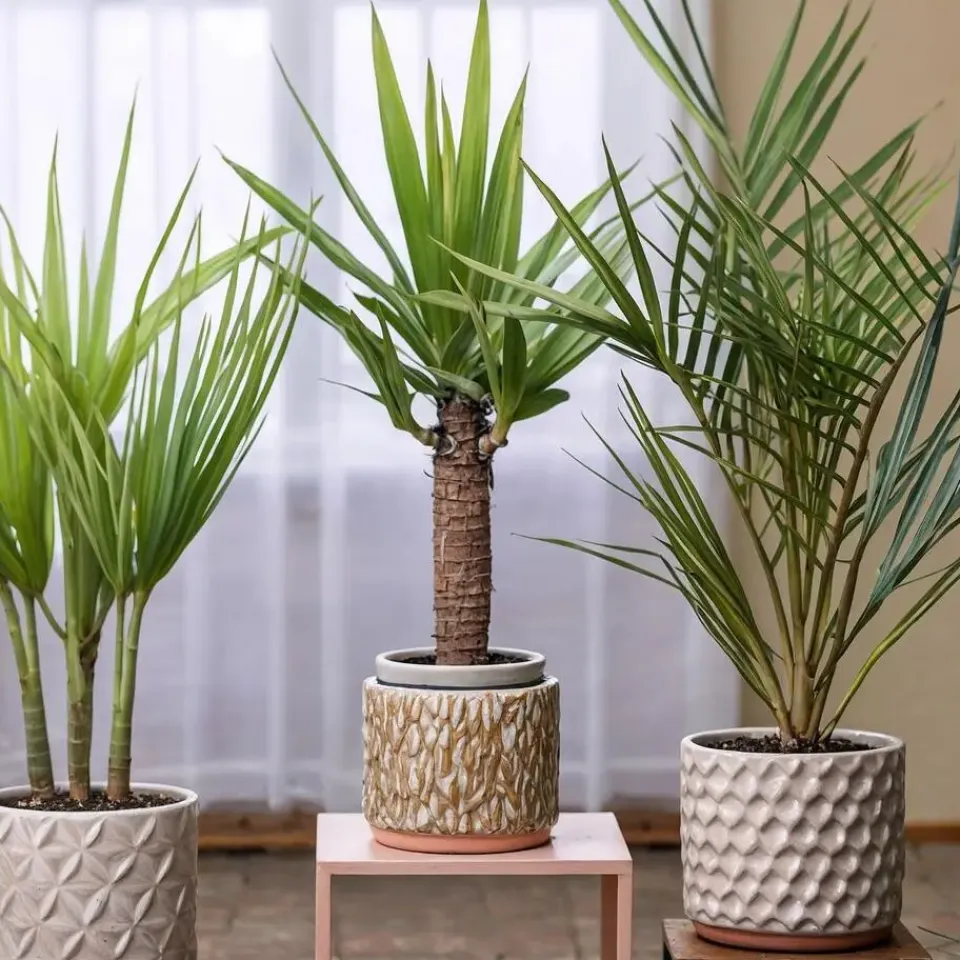 Plant in a Box Kamerpalmen met plantenvoeding - Set van 3 - Hoogte 50-70cm - ⌀14cm Outlet