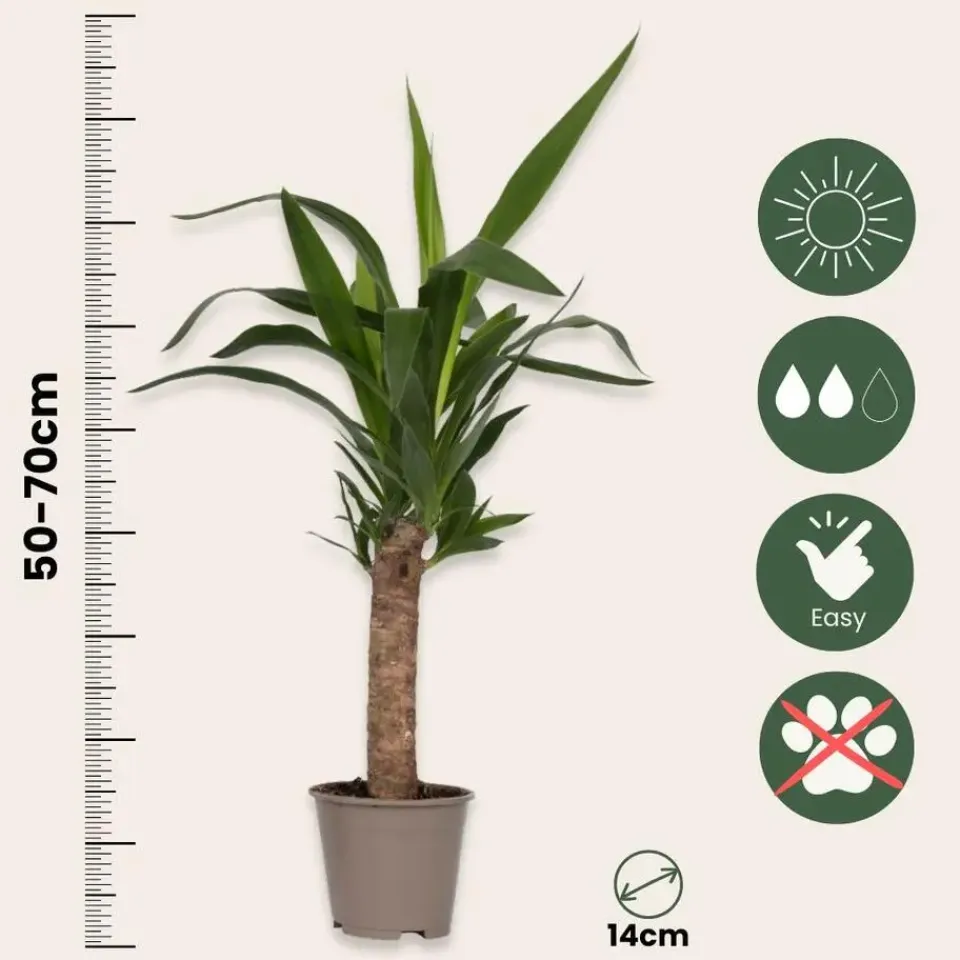 Plant in a Box Kamerpalmen met plantenvoeding - Set van 3 - Hoogte 50-70cm - ⌀14cm Outlet