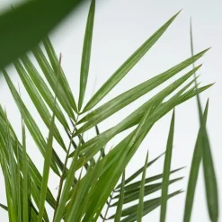 Plant in a Box Kamerpalmen met plantenvoeding - Set van 3 - Hoogte 50-70cm - ⌀14cm Outlet