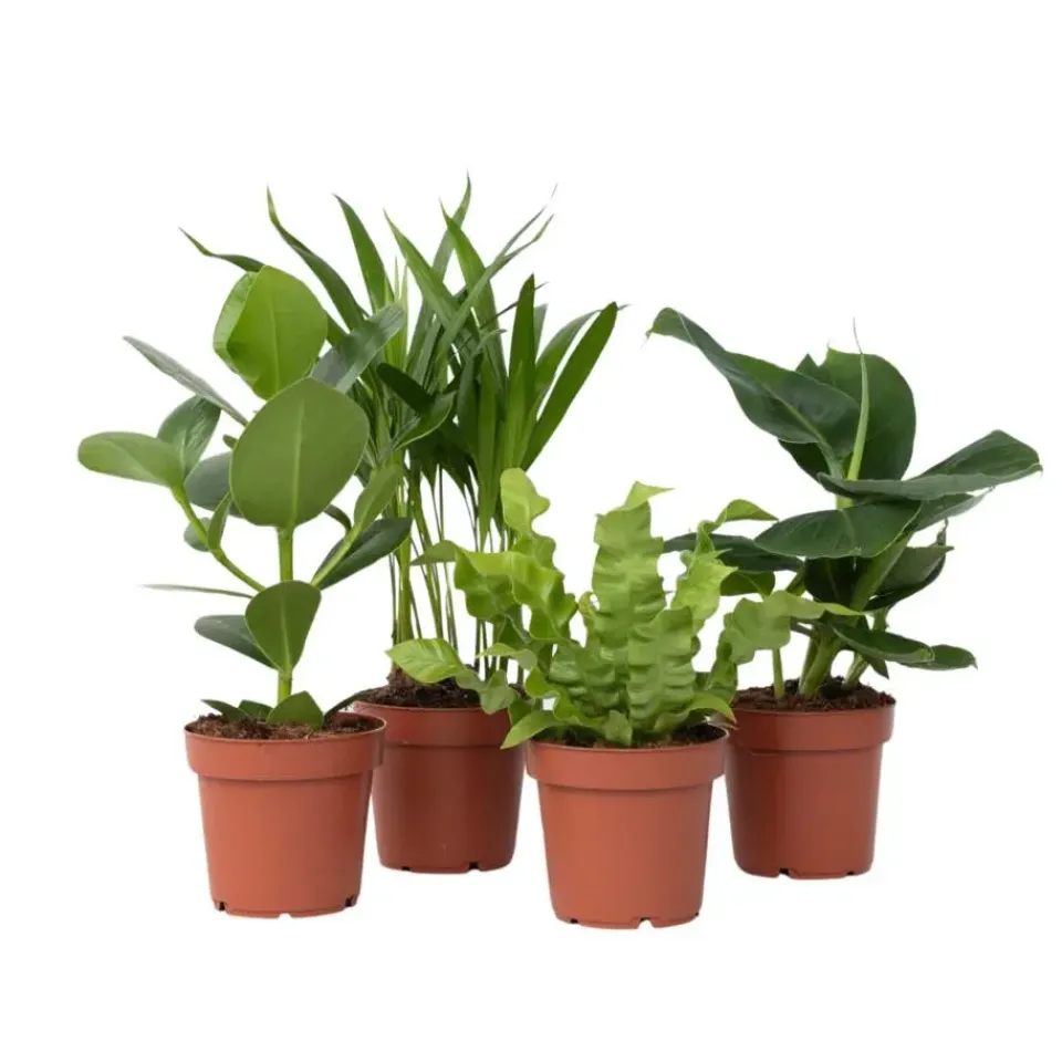 Plant in a Box Kamerplanten - Set van 4 - Areca Asplenium Clusia Musa - Hoogte 25-40cm - ⌀12cm