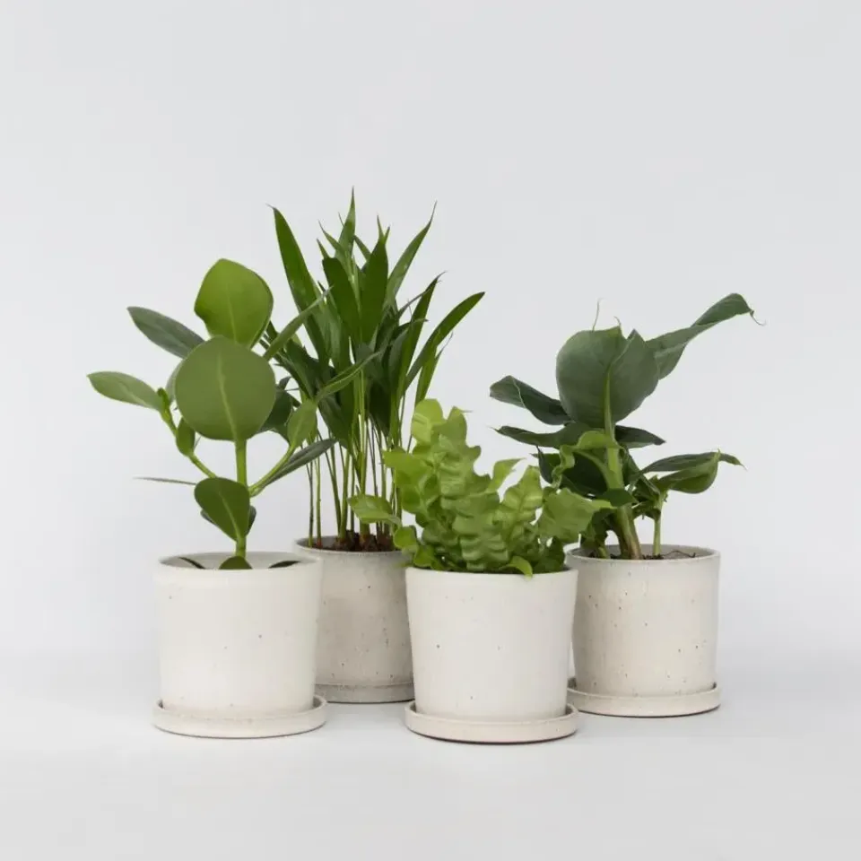 Plant in a Box Kamerplanten - Set van 4 - Areca Asplenium Clusia Musa - Hoogte 25-40cm - ⌀12cm