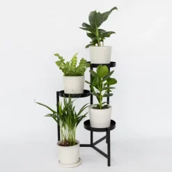 Plant in a Box Kamerplanten - Set van 4 - Areca Asplenium Clusia Musa - Hoogte 25-40cm - ⌀12cm