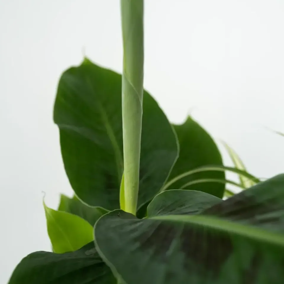 Plant in a Box Kamerplanten - Set van 4 - Areca Asplenium Clusia Musa - Hoogte 25-40cm - ⌀12cm