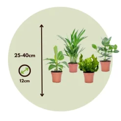 Plant in a Box Kamerplanten - Set van 4 - Areca Asplenium Clusia Musa - Hoogte 25-40cm - ⌀12cm