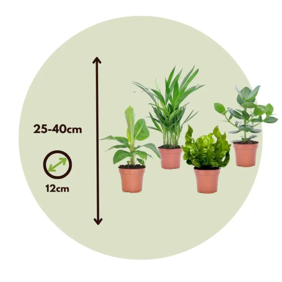 Plant in a Box Kamerplanten - Set van 4 - Areca Asplenium Clusia Musa - Hoogte 25-40cm - ⌀12cm