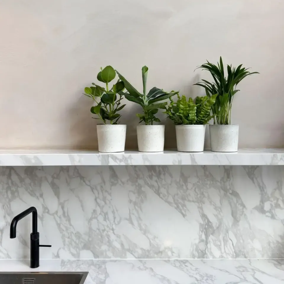 Plant in a Box Kamerplanten - Set van 4 - Areca Asplenium Clusia Musa - Hoogte 25-40cm - ⌀12cm