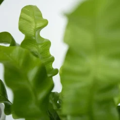 Plant in a Box Kamerplanten - Set van 4 - Areca Asplenium Clusia Musa - Hoogte 25-40cm - ⌀12cm