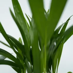 Plant in a Box Kamerplanten - Set van 4 - Areca Asplenium Clusia Musa - Hoogte 25-40cm - ⌀12cm