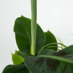 Plant in a Box Kamerplanten - Set van 4 - Areca Asplenium Clusia Musa - Hoogte 25-40cm - ⌀12cm