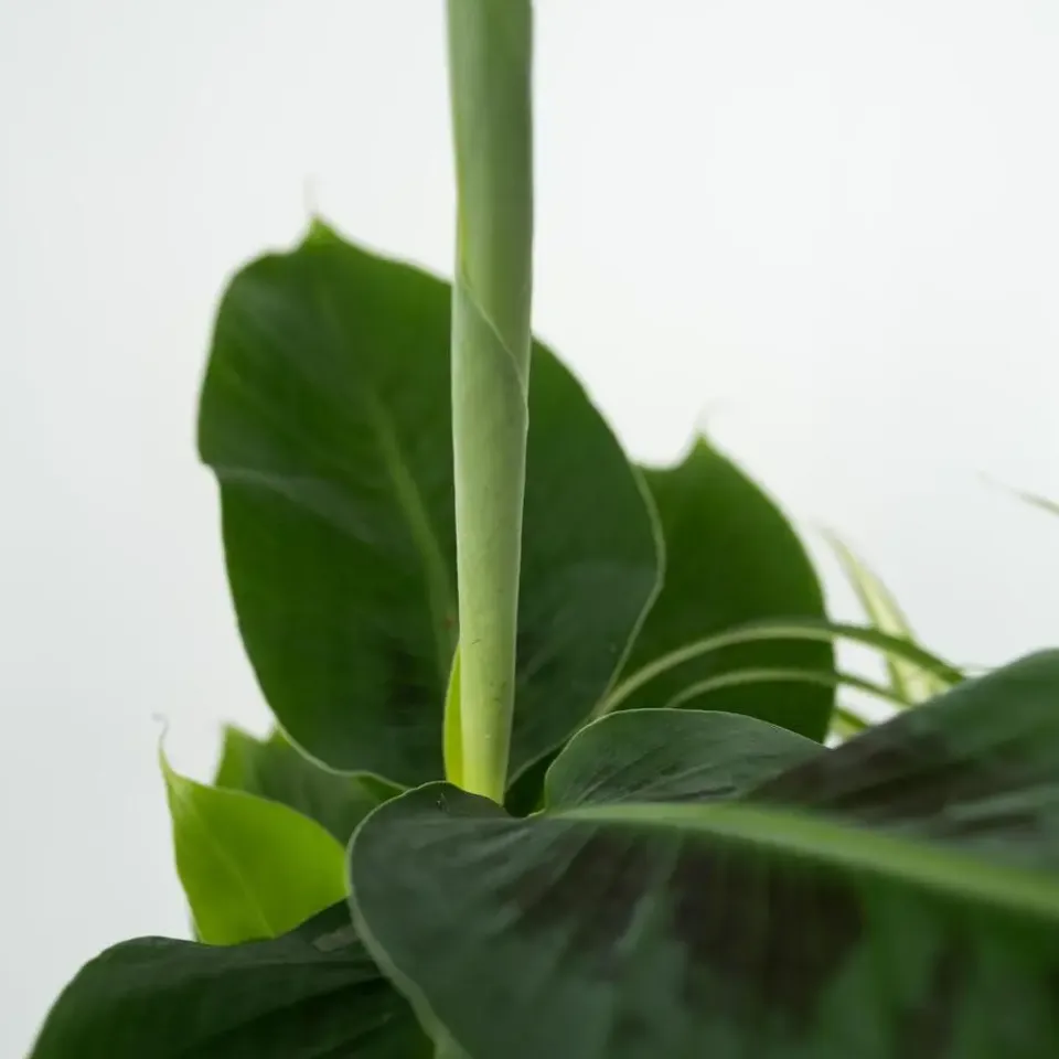 Plant in a Box Kamerplanten - Set van 4 - Areca Asplenium Clusia Musa - Hoogte 25-40cm - ⌀12cm