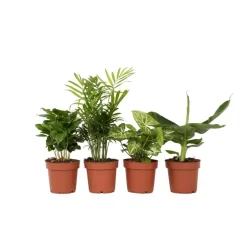Plant in a Box Kamerplantenset - Set van 4 - Hoogte 25-40cm - ⌀12cm New