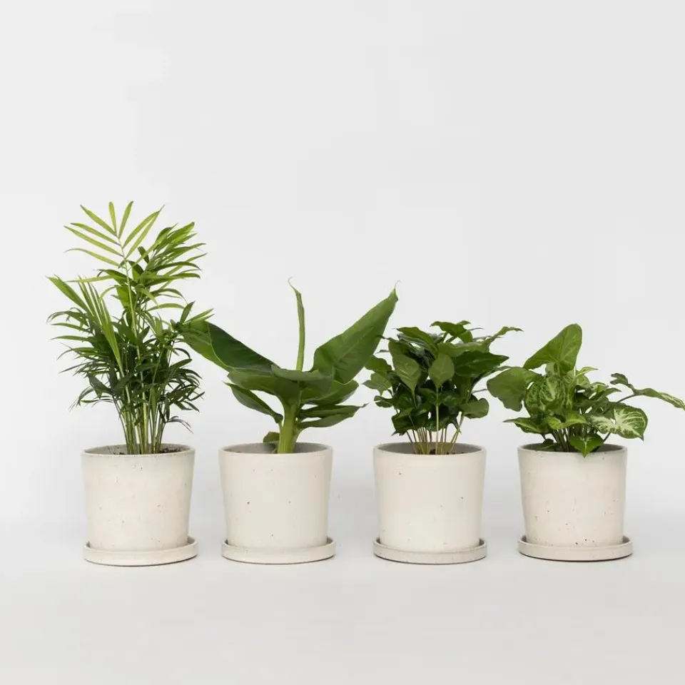 Plant in a Box Kamerplantenset - Set van 4 - Hoogte 25-40cm - ⌀12cm New
