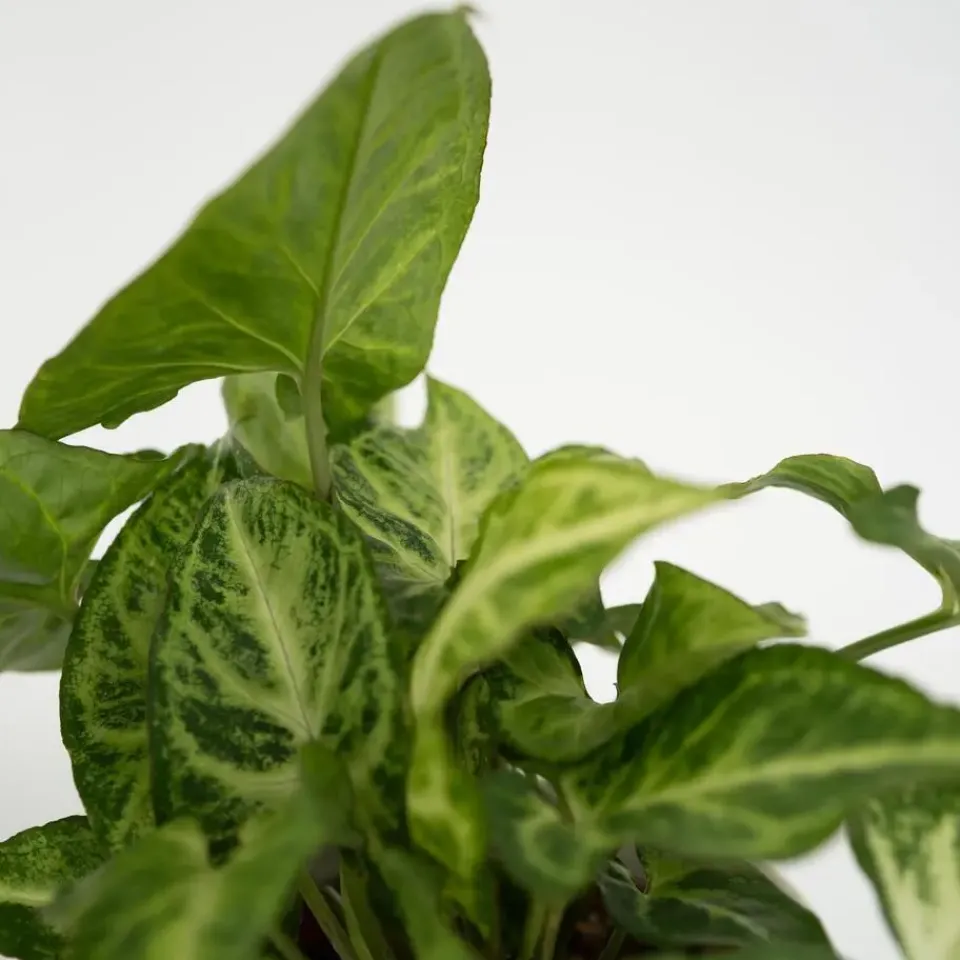 Plant in a Box Kamerplantenset - Set van 4 - Hoogte 25-40cm - ⌀12cm New