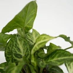 Plant in a Box Kamerplantenset - Set van 4 - Hoogte 25-40cm - ⌀12cm New