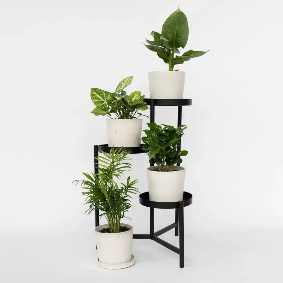 Plant in a Box Kamerplantenset - Set van 4 - Hoogte 25-40cm - ⌀12cm New