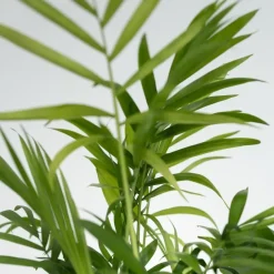 Plant in a Box Kamerplantenset - Set van 4 - Hoogte 25-40cm - ⌀12cm New