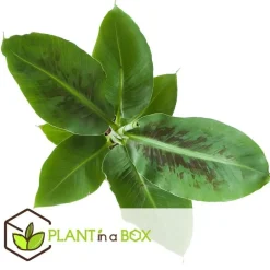 Plant in a Box Kamerplantenset - Set van 4 - Hoogte 25-40cm - ⌀12cm New