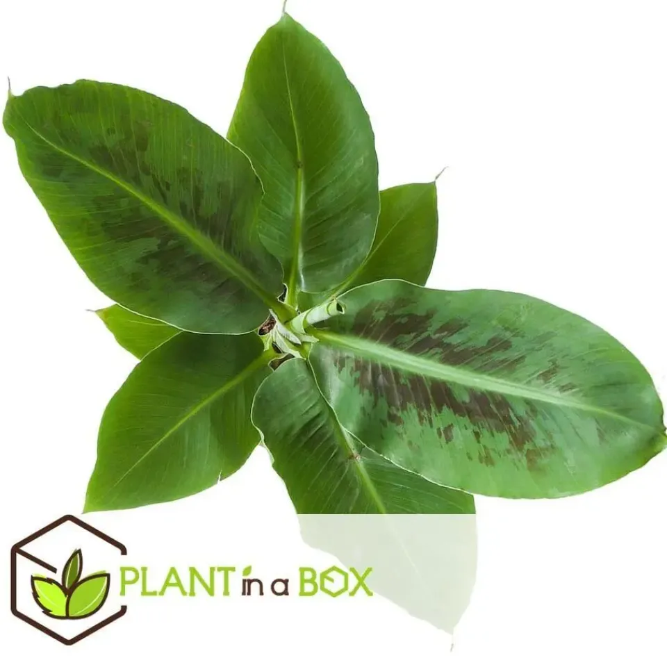 Plant in a Box Kamerplantenset - Set van 4 - Hoogte 25-40cm - ⌀12cm New