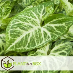 Plant in a Box Kamerplantenset - Set van 4 - Hoogte 25-40cm - ⌀12cm New