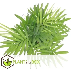 Plant in a Box Kamerplantenset - Set van 4 - Hoogte 25-40cm - ⌀12cm New