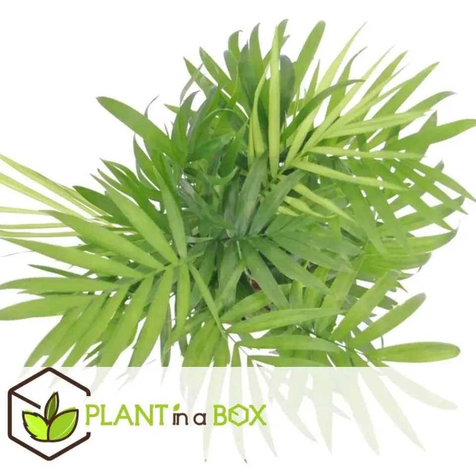 Plant in a Box Kamerplantenset - Set van 4 - Hoogte 25-40cm - ⌀12cm New