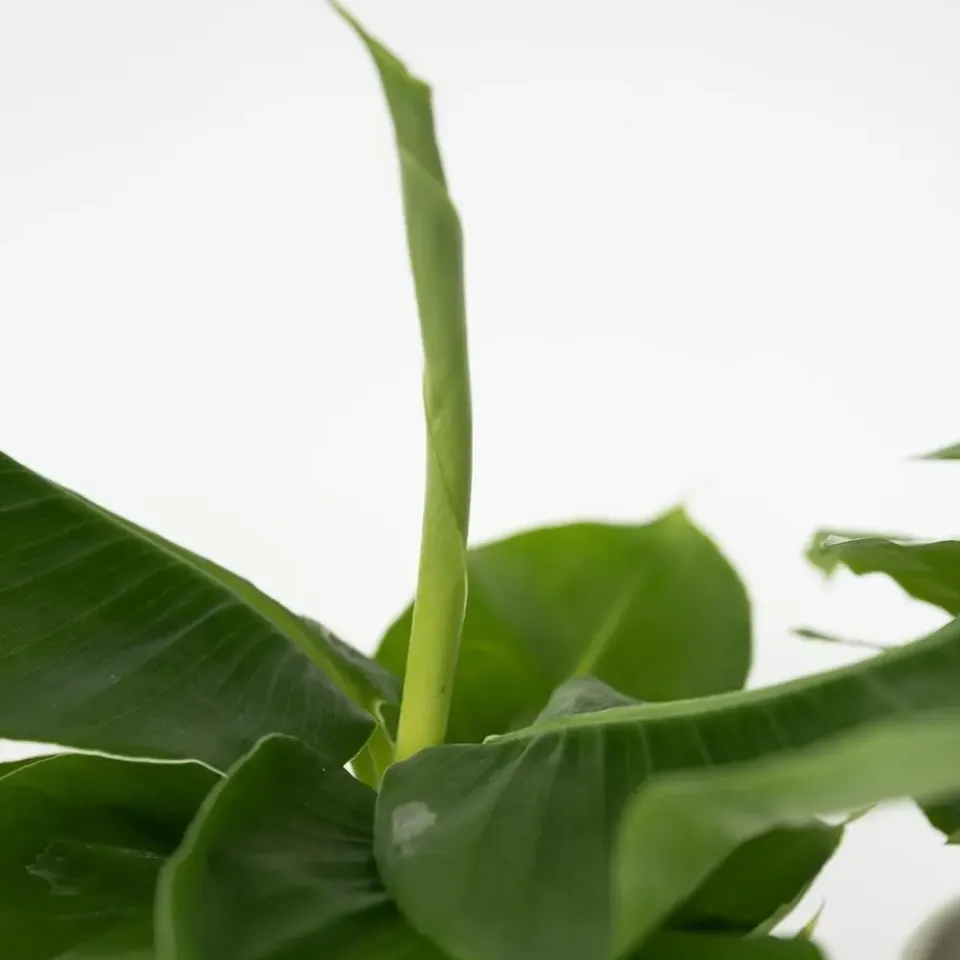 Plant in a Box Kamerplantenset - Set van 4 - Hoogte 25-40cm - ⌀12cm New