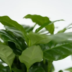 Plant in a Box Kamerplantenset - Set van 4 - Hoogte 25-40cm - ⌀12cm New